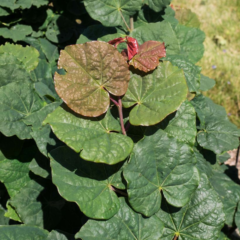 Cercis canadensis Little Woody - Gainier du Canada (Foliage)