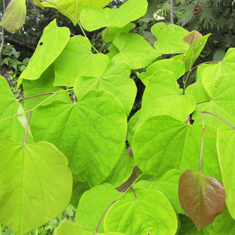Cercis canadensis Melon Beauty - Arbre de Judée doré (Foliage)