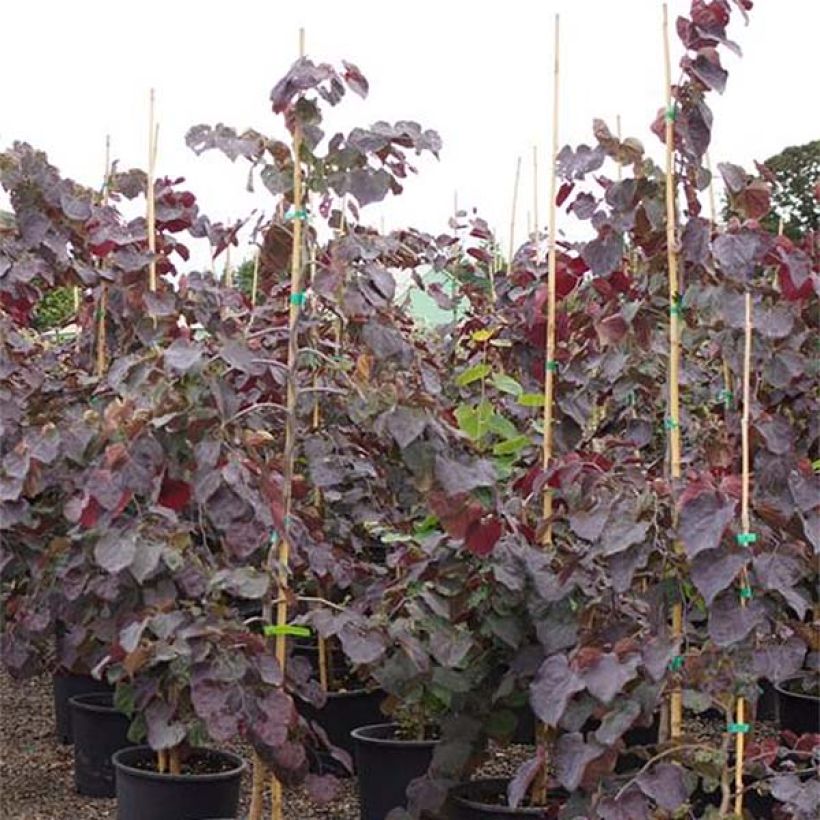 Cercis canadensis Ruby Falls – Arbre de Judée pleureur, nain et pourpre (Plant habit)