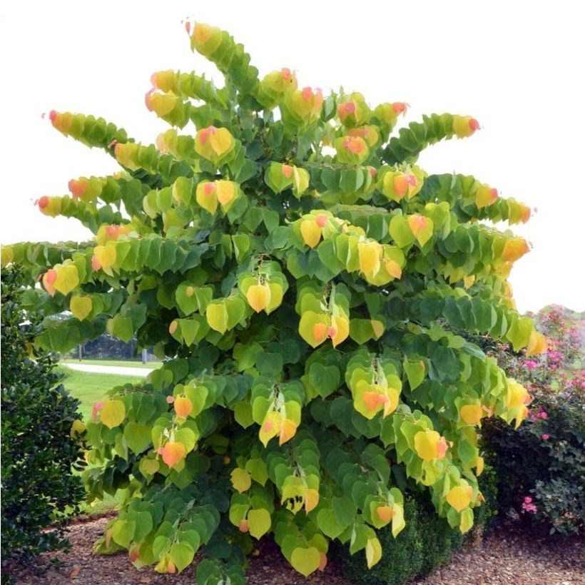 Cercis canadensis The Rising Sun - Gainier du Canada (Plant habit)
