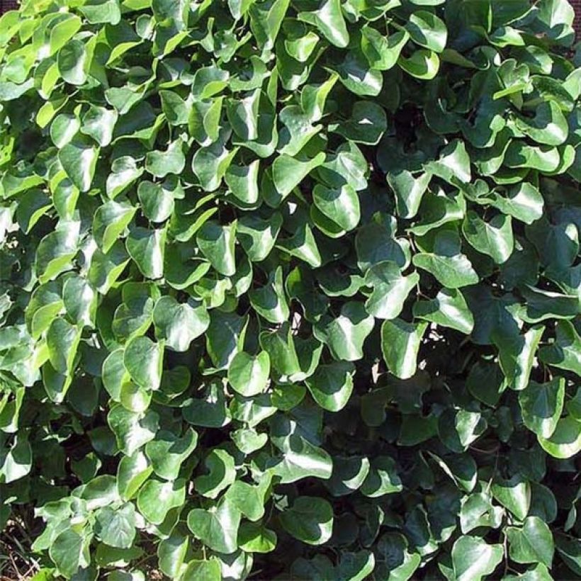 Cercis canadensis Traveller - Arbre de Judée (Foliage)
