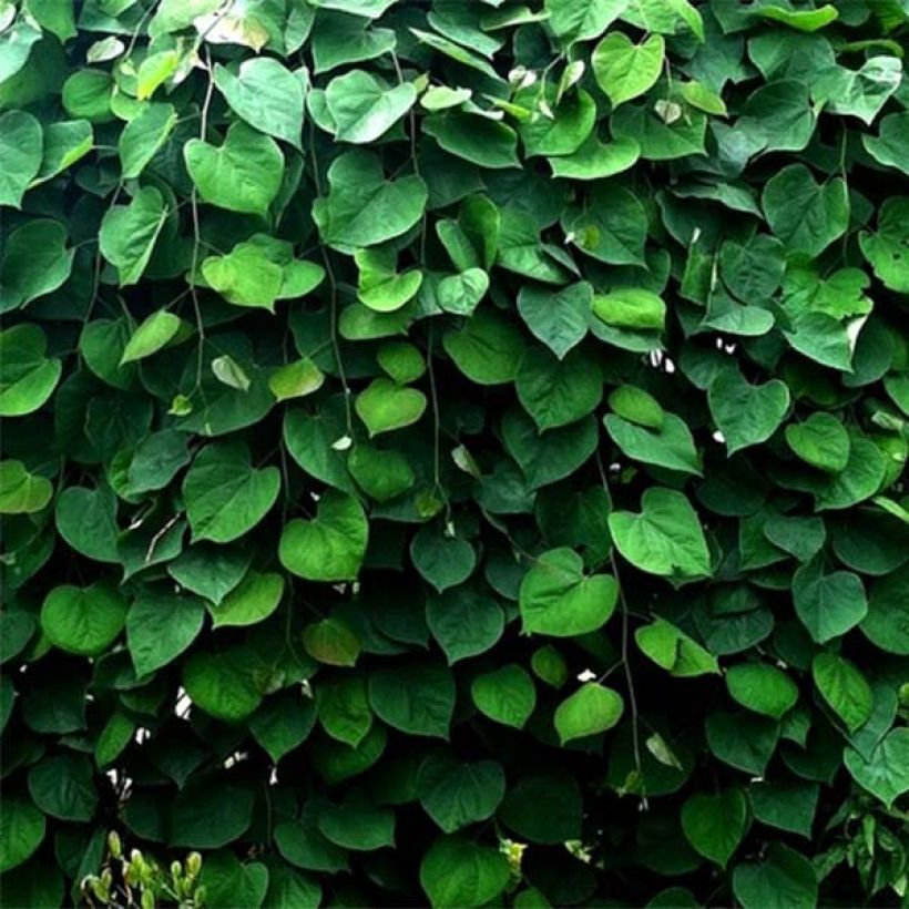 Cercis canadensis Vanilla Twist - Gainier du Canada pleureur blanc (Foliage)