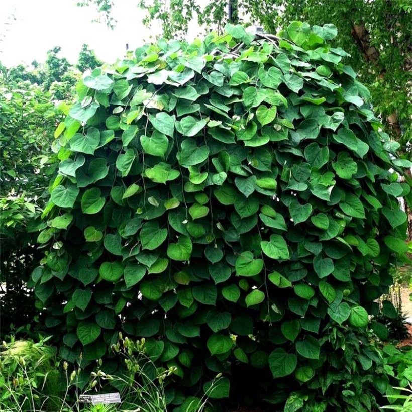 Cercis canadensis Vanilla Twist - Gainier du Canada pleureur blanc (Plant habit)