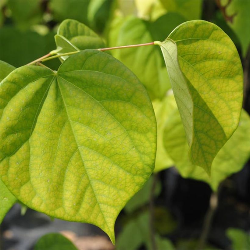 Cercis chinensis Avondale - Arbre de Judée (Foliage)