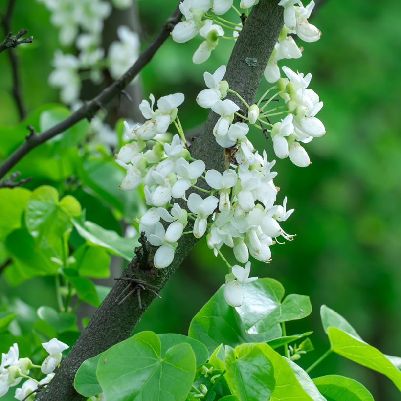 Cercis chinensis Shirobana - Gainier de Chine (Flowering)