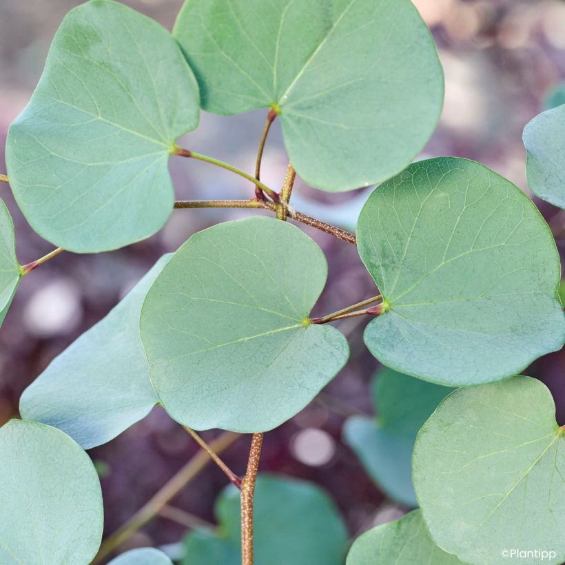 Cercis griffithii Blue Lagoon - Gainier de Griffith (Foliage)