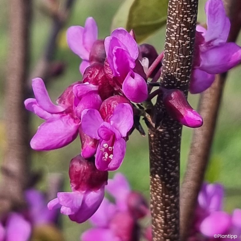Cercis griffithii Blue Lagoon - Gainier de Griffith (Flowering)