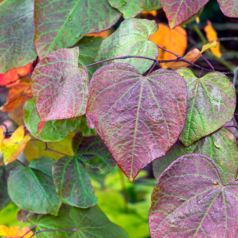Cercis canadensis Hearts A Fire - Gainier du Canada (Foliage)