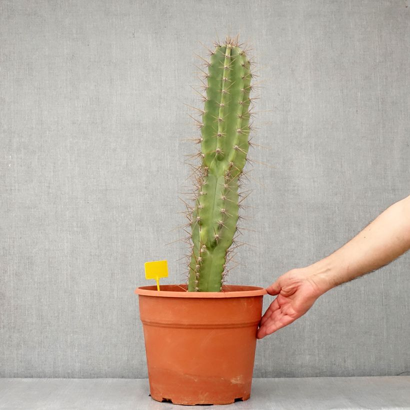 Example of Cereus peruvianus - Cierge du Pérou Pot de 12L/15L as you get in automne