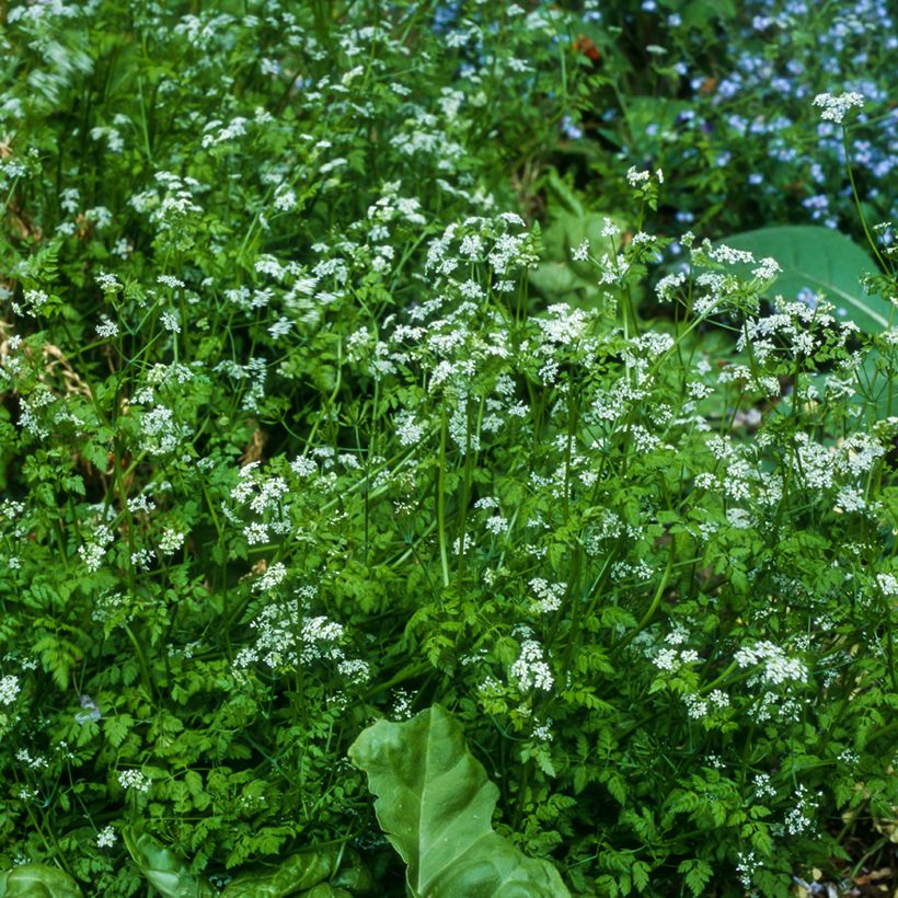 Cerfeuil commun Bio - Ferme de Sainte Marthe (Plant habit)