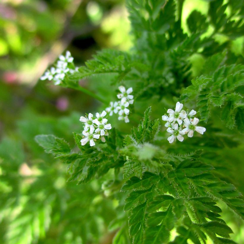 Cerfeuil commun - Vilmorin (Flowering)