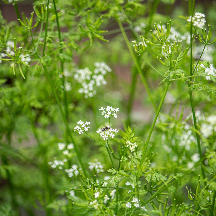 Cerfeuil commun (Flowering)