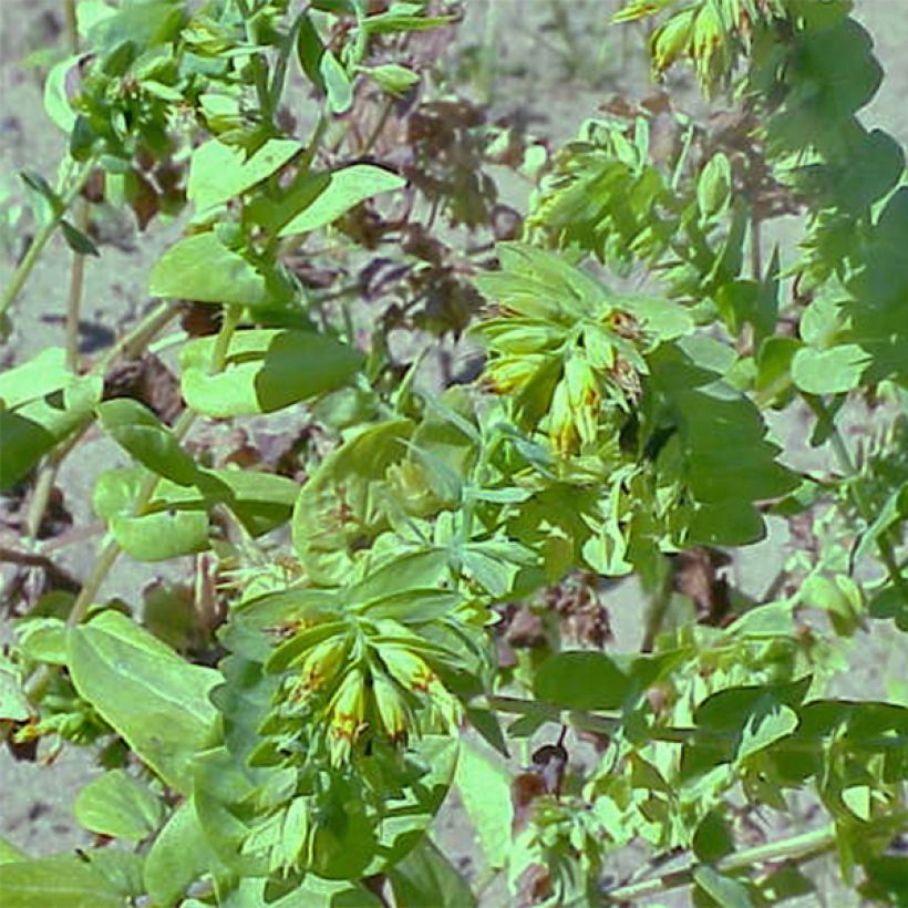 Cerinthe glabra - Cérinthe glabre (Plant habit)