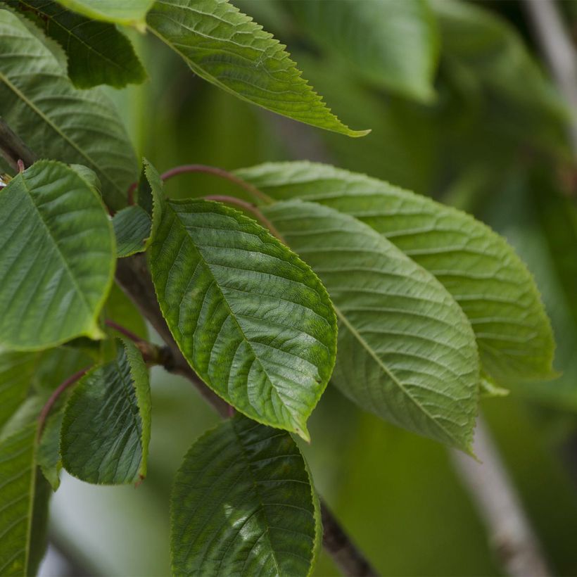Cerisier Bigarreau Burlat (Foliage)