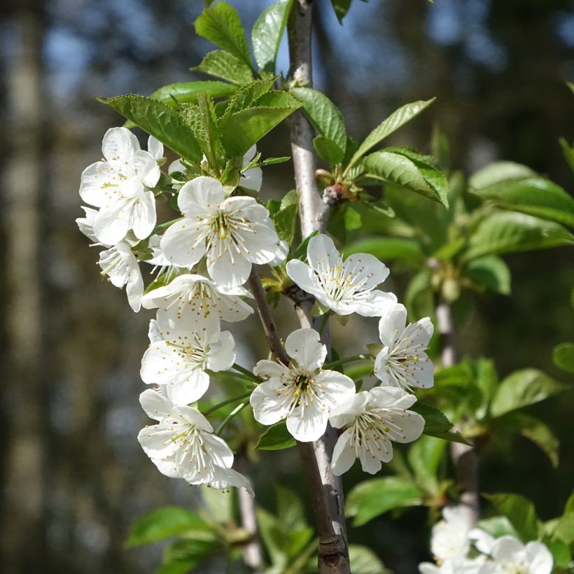 Cerisier Allegria Delbard - Prunus cerasus  (Flowering)