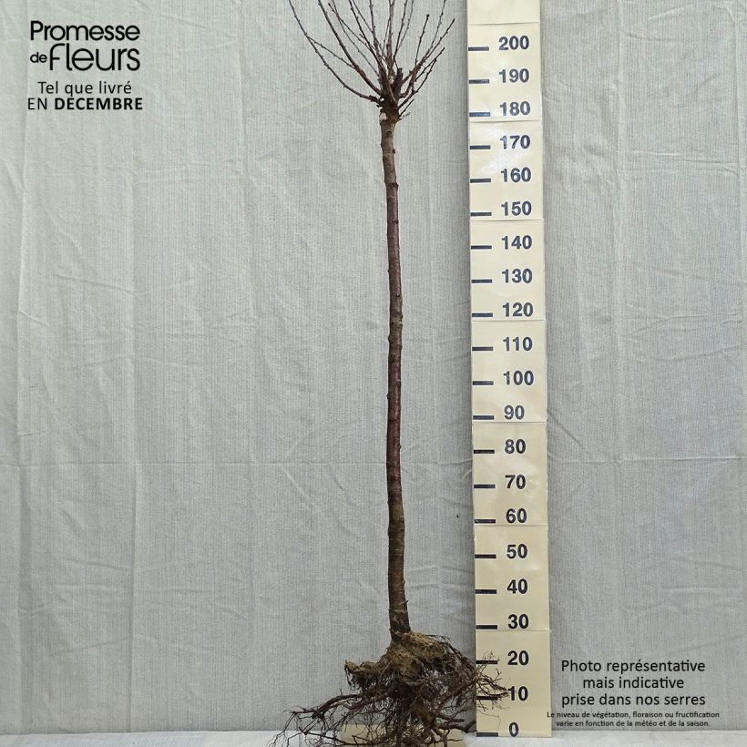 Example of Cerisier Anglaise Hâtive - Prunus cerasus Grandes Racines nues, Demi-Tige as you get in hiver