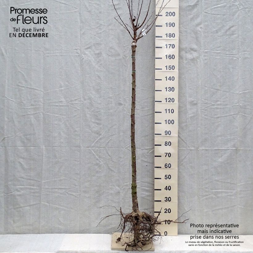 Example of Cerisier Anglaise Hâtive - Prunus cerasus Grandes Racines nues, Gobelet as you get in hiver