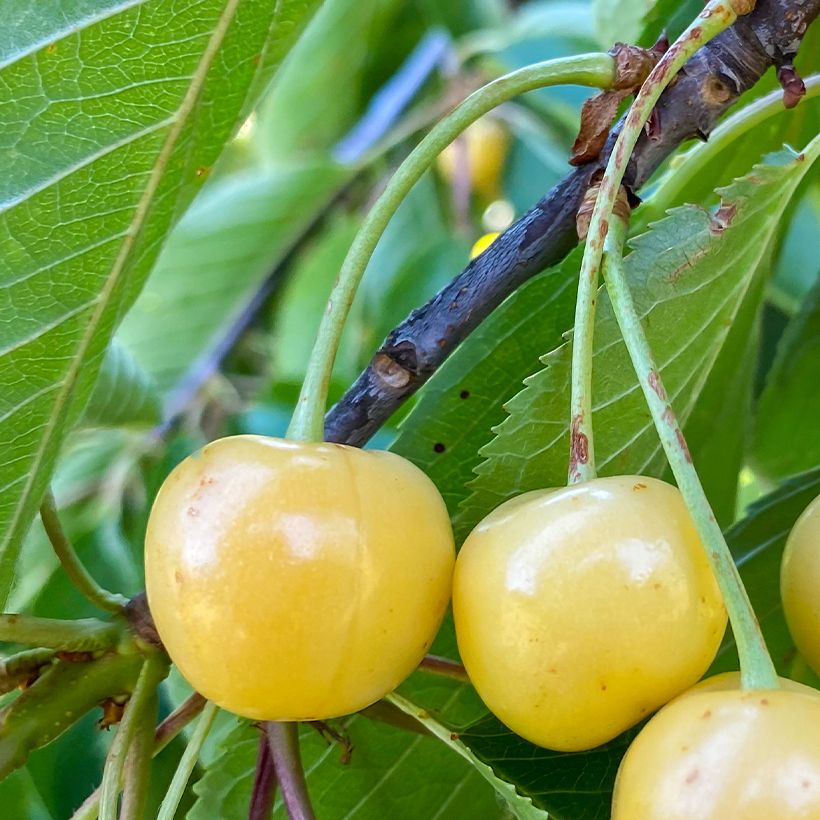 Cerisier Bigarreau Blanc ou Trompe Geai Bio (Harvest)