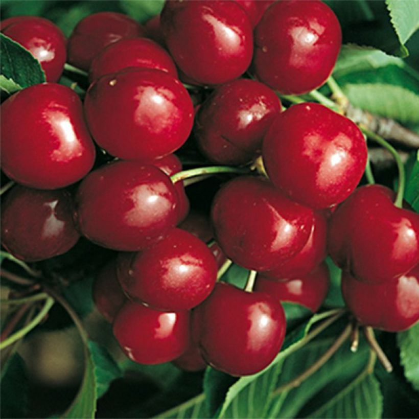 Cerisier Bigarreau Canada Giant (Harvest)