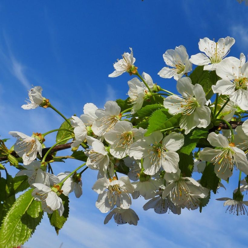 Cerisier Bigarreau Coeur de Pigeon (Flowering)