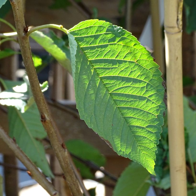 Cerisier Bigarreau Hedelfingen (Foliage)