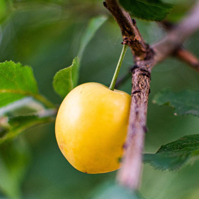 Cerisier Bigarreau Jaune de Missens Bio (Harvest)