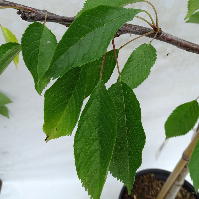 Cerisier Bigarreau Marmotte (Foliage)