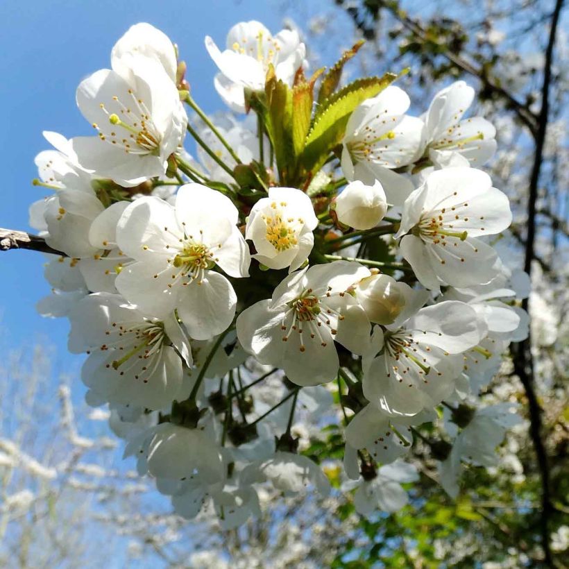 Cerisier Bigarreau Moreau Bio (Flowering)