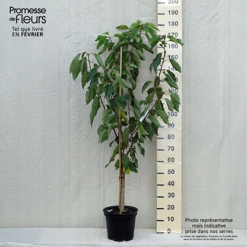 Example of Cerisier Bigarreau Moreau - Prunus avium Pot de 7,5L/10L, Gobelet as you get in automne