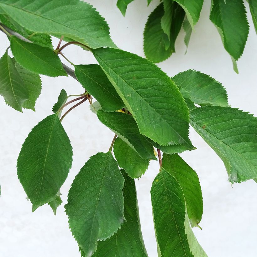 Cerisier Bigarreau Napoléon (Foliage)