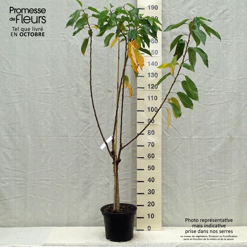 Example of Cerisier Bigarreau Reverchon Pot de 7,5L/10L, Gobelet as you get in automne