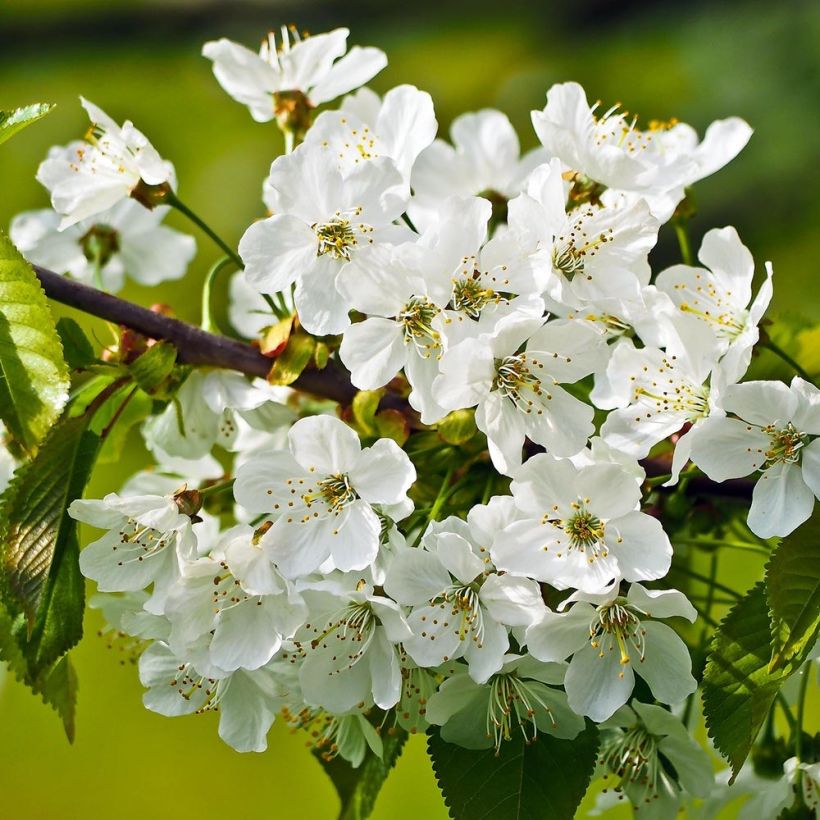 Cerisier Bigarreau Sunburst - Prunus cerasus (Flowering)