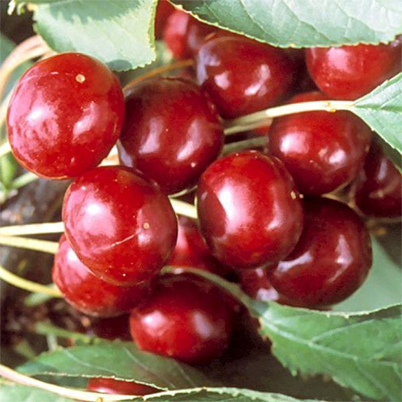 Cerisier Bigarreau Sweetheart (Harvest)