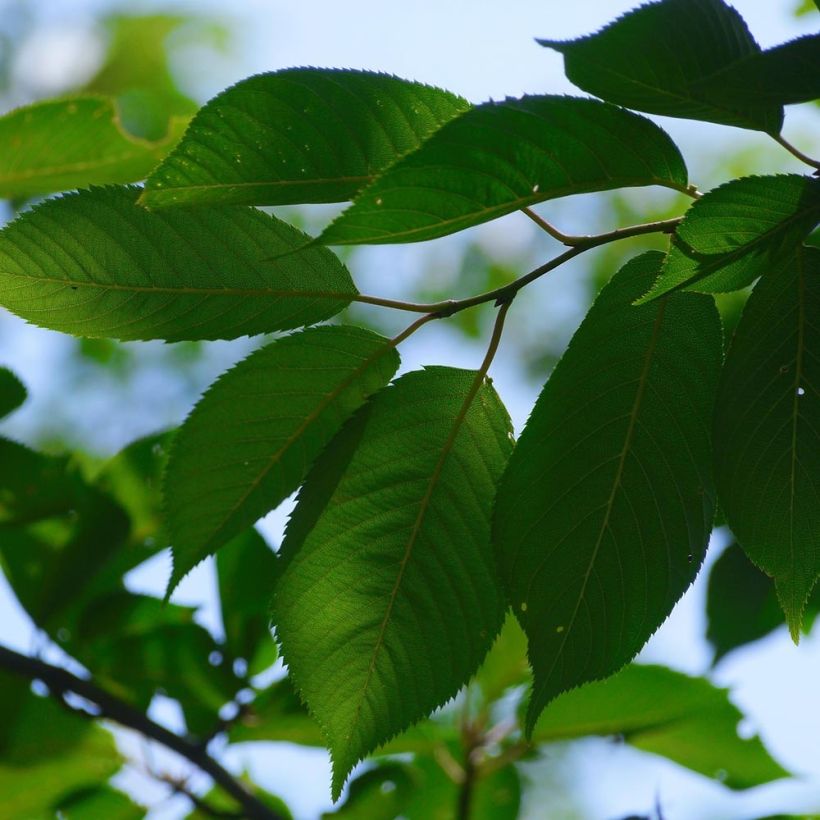 Cerisier Bigarreau Tardif de Vignola - Prunus cerasus (Foliage)
