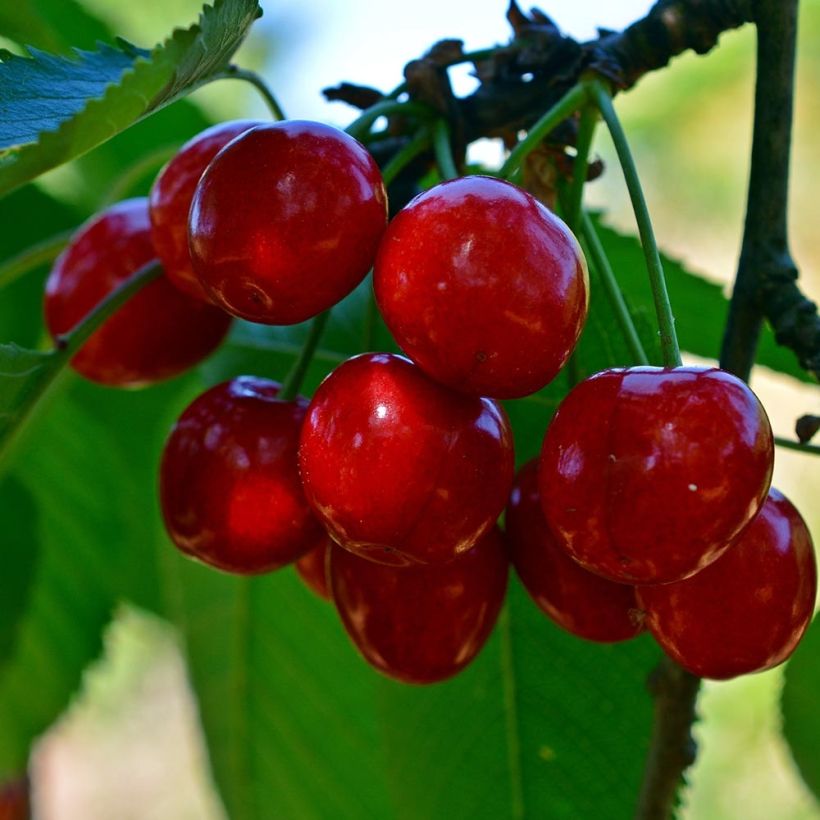Cerisier Bigarreau Tardif de Vignola - Prunus cerasus (Harvest)