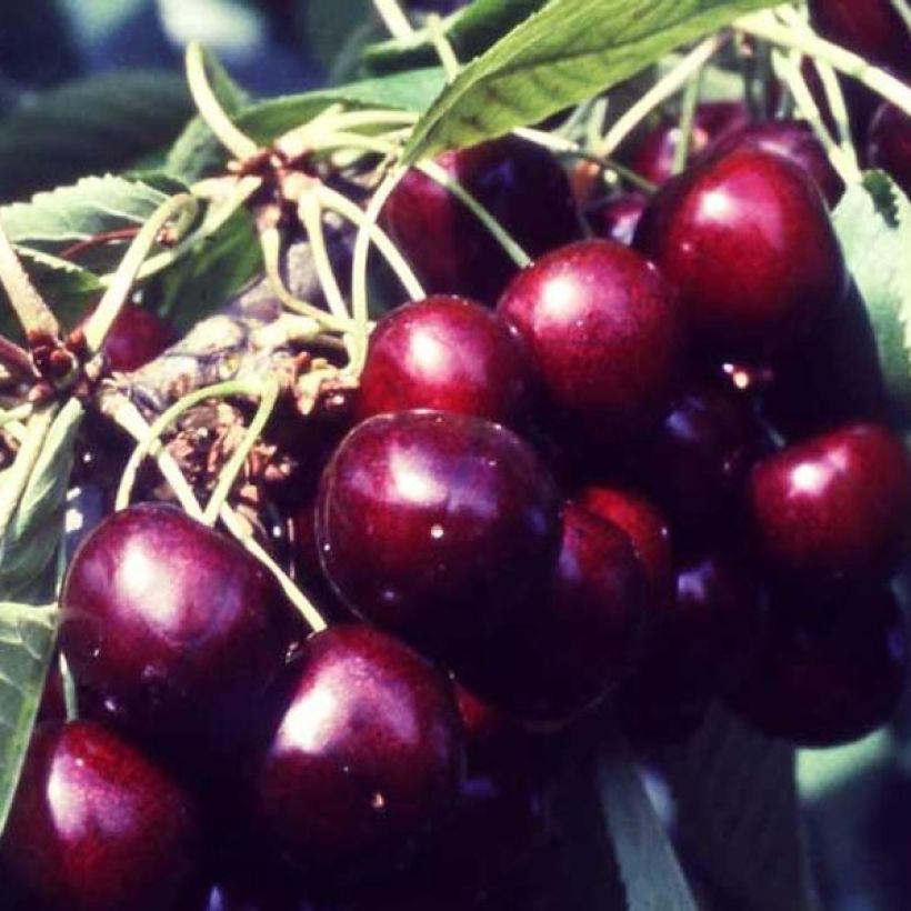 Cerisier Bigarreau Van Bio (Harvest)