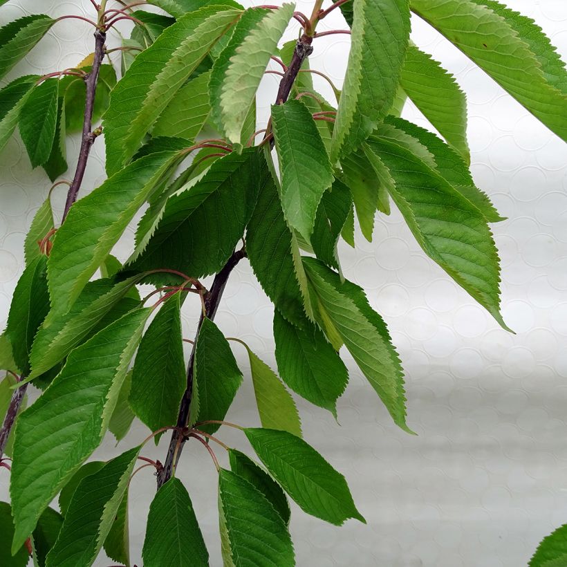 Cerisier Bigarreau Van (Foliage)
