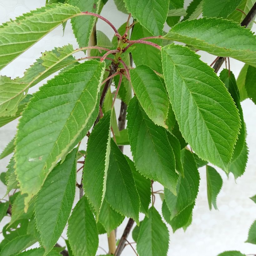 Cerisier Early Rivers (Foliage)