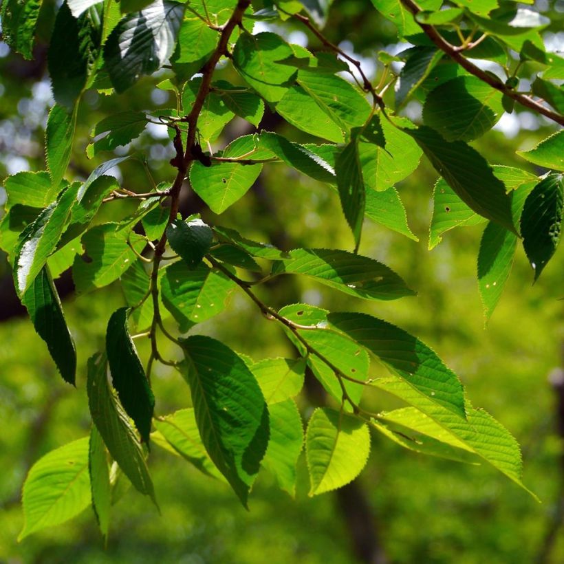 Cerisier Griotte du Nord - Prunus cerasus (Foliage)