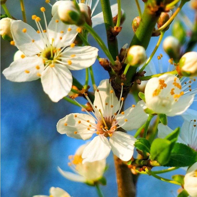 Cerisier Griotte du Nord - Prunus cerasus (Flowering)