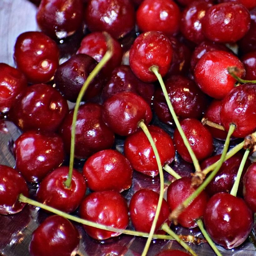 Cerisier Griotte du Nord - Prunus cerasus (Harvest)