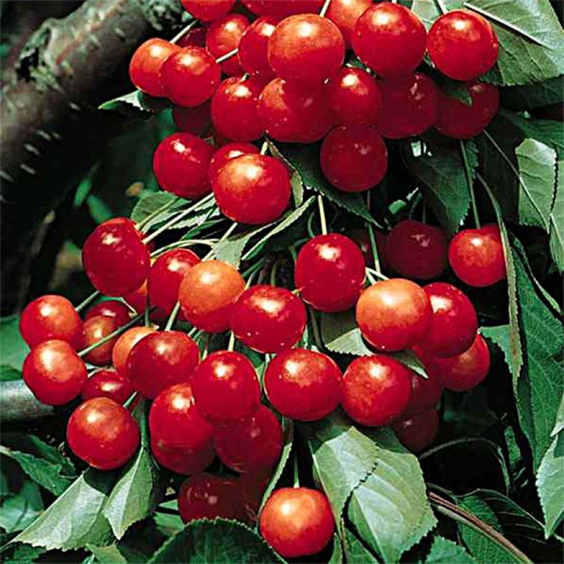 Cerisier Griottier Griotte de Montmorency Bio (Harvest)