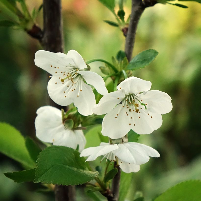 Cerisier Griottier Griotte de Montmorency (Flowering)