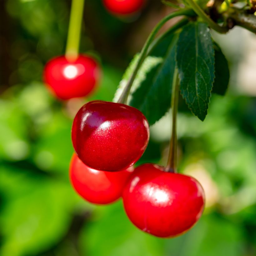 Cerisier colonnaire Hong Kong - Prunus cerasus (Harvest)