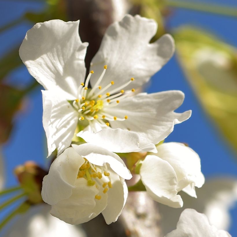 Cerisier Kelleriis 16 - Prunus cerasus (Flowering)