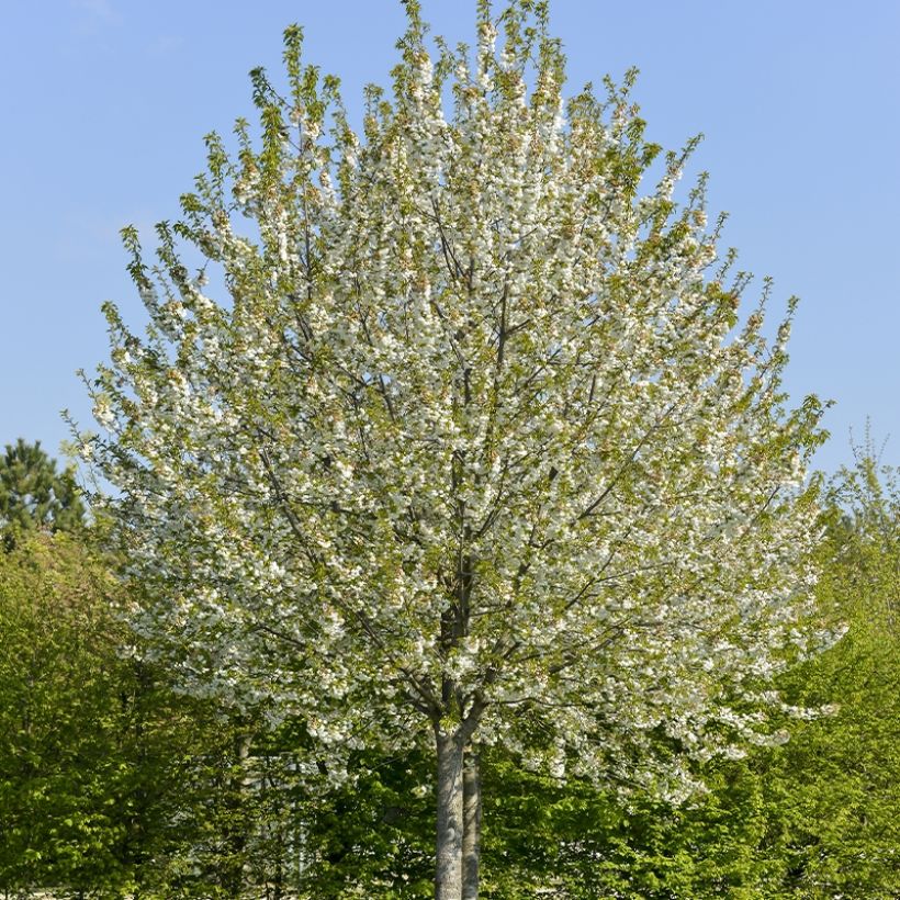 Cerisier Kelleriis 16 - Prunus cerasus (Plant habit)
