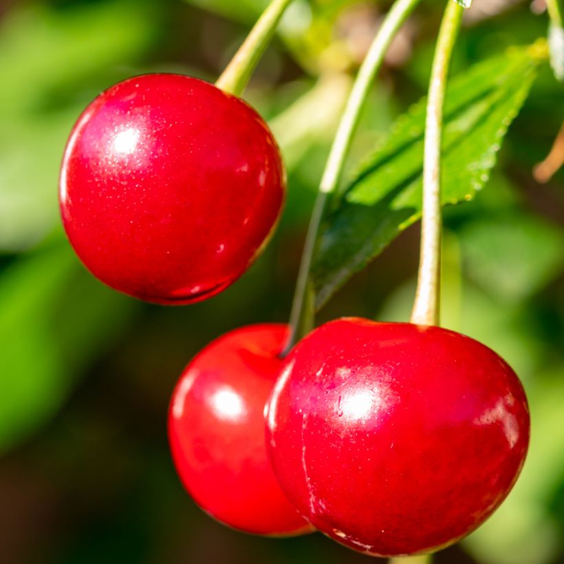Cerisier nain Maynard - Prunus cerasus (Harvest)