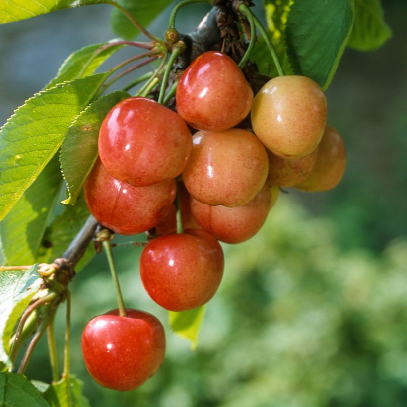 Cerisier Rainier - Prunus cerasus (Harvest)