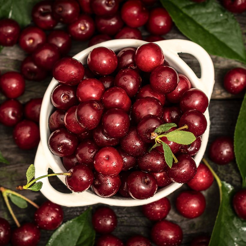 Cerisier colonnaire Shangai - Prunus cerasus (Harvest)