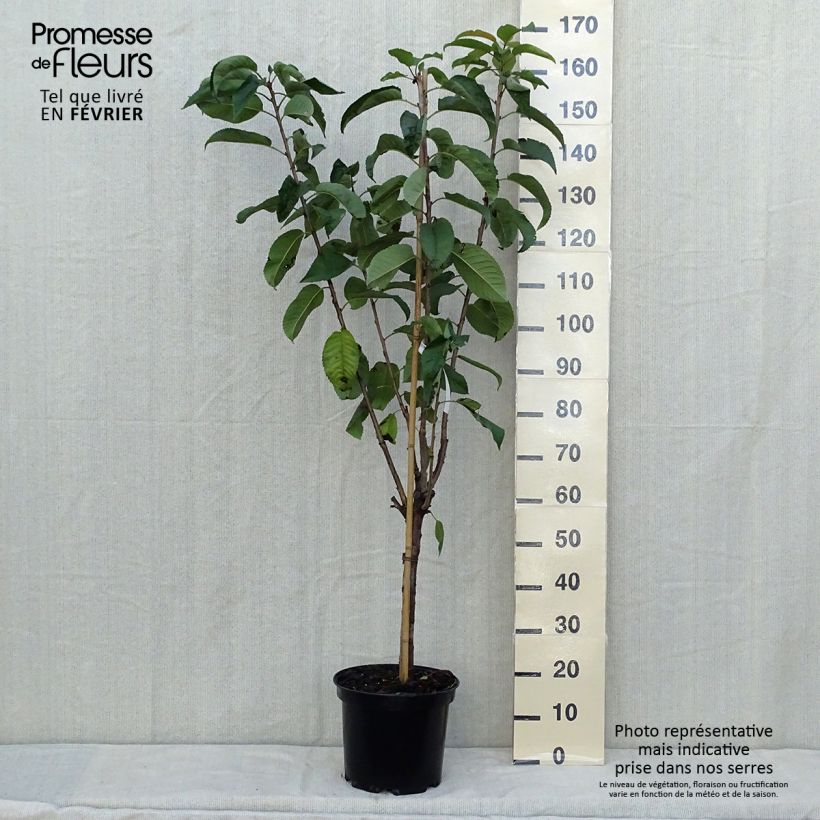 Example of Cerisier Rainier - Prunus cerasus Pot de 7,5L/10L, Gobelet as you get in automne